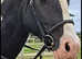 14.3 Cob Piebald Gelding, 14 years old
