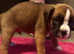 Boxer Puppies for Sale - Red