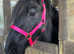 4year old - approximately 13hh project fell mare for sale