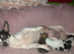 REDUCED -DNA tested parents full chihuahua puppies