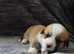 Gorgeous Pembrokeshire corgi puppies
