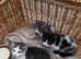 Cute kittens