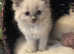 Beautiful champion line Ragdoll kittens