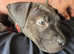 8 week old Staffordshire bull terrier