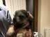 Boy puppy