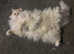 Two Ragdoll cats