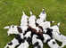 PRICE DROP! READY TO GO! 5 REMAINING! KC REG English Springer Spaniel Puppies. Fantastic working lines!