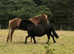 Standard Shetland for sale 10.2hh