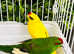 Stunning baby Kakriki parrot