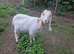 Ronnie a lovely Boer x Nubian Wether