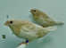 Exhibition Cremino bengalese finches
