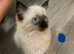 Ragdoll kittens
