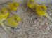 Raza canaries