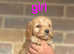 Cockapoo