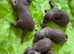Red miniature poodles