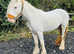 Cob mare to make 13.1/2