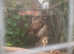 2 x Asian brown wood owls