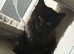 Kitten for sale black kitten
