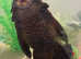 Urgent REHOME Large Sailfin Pleco