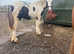 Maxi cob colt yearling Lionheart bred make 16h