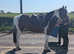 15.1hh cob cross chunky mare