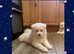Samoyed puppies
