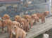 Goldendoodles