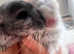 Two male chinchillas for sale. Baby and young dad