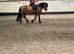 Beautiful Highland X mare