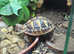 Hermann tortoise + if wanted the viv can come too.