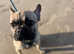 1 year old frenchie