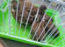 8 chinese quails