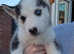 Siberian Husky Puppies