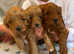 F2B Cavapoochon puppies for sale £1500