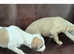 KC Registered Whippet Puppies