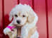 Stunning F1 Poochons