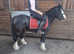 Poppy 13hh cob mare