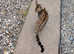 Gorgeous pedigree Bengal for sale