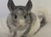 Female chinchilla -tame- mosaic colour