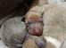 Italian Greyhound Puppies - Kennel Club Registered