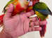 Hand reared conures for sale