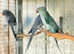 Stunning baby blue indian ringnick parrot