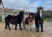 Tiny 32 Inch Shetland colt