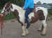 Brown and white mare