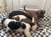4 beautiful girl terrier cross German Shepherd x Labrador puppies