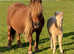 Registered Palomino Filly