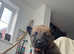 10 x German Shepherd x Belgian Malinois for Sale in Coventry