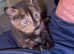 Play-full healthy kittens two fluffy black and two mixed colors