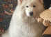 2yrs Samoyed female