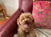 Kc reg Dna tested toy poodle puppies